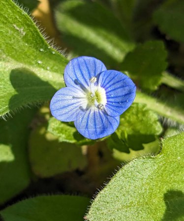 Photo for Blue flower Persian speedwell or Veronica persica on stem macro, selective focus, shallow DOF. - Royalty Free Image