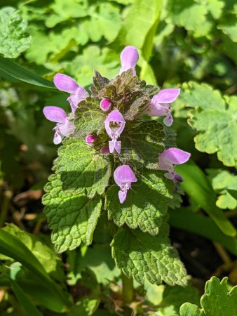 The red deadnettle, purple deadnettle, purple archangel, or velikdenche (Lamium purpureum) is a herbaceous flowering plant native to Europe and Asia.