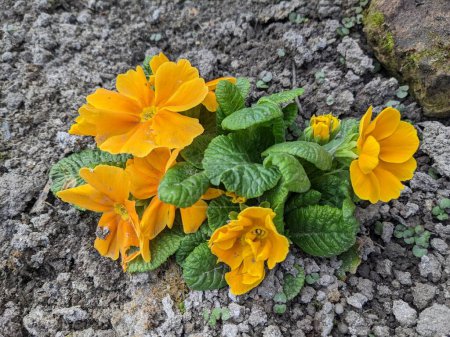 Bunch of yellow primula veris plants growing from soil in the garden. Primula veris closeup.