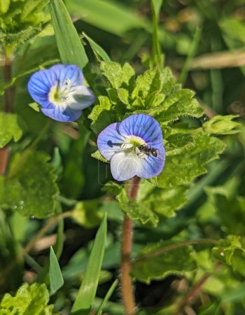Flor azul Persa speedwell o Veronica persica en tallo macro, enfoque selectivo, DOF poco profundo.