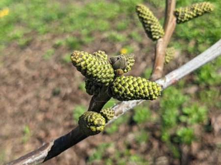 Black walnut (Juglans ) buds close up. Walnut blooms, branch with buds on a green background. flower of walnut on the branch of tree in the spring.