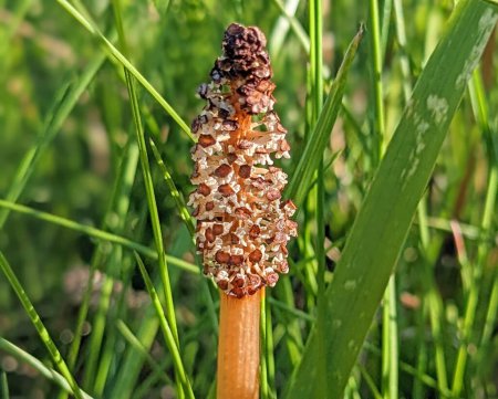 Field horsetail (Equisetum arvense) fertile stems. Fertile stems on this plant in the family Equisetaceae growing amongst grass 