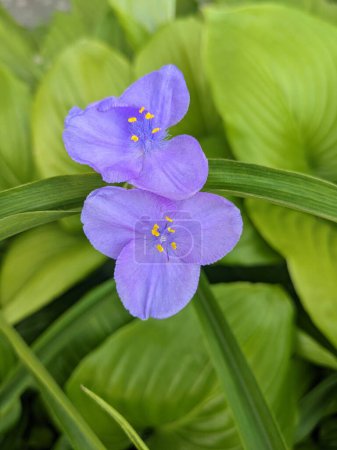 Virginia Spiderwort flowers (Tradescantia virginiana) blooms in garden, background. Tradescantia ohiensis known as blue jacket or Ohio spiderwort