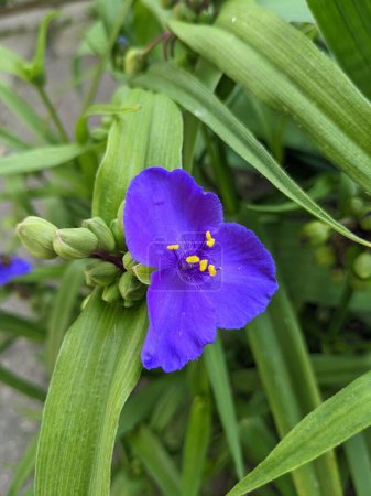Virginia Spiderwort Blumen (Tradescantia virginiana) blüht im Garten, Hintergrund. Tradescantia ohiensis bekannt als Blaue Jacke oder Ohio-Spinnenkraut
