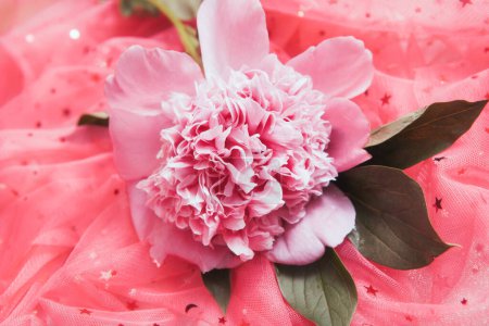 Foto de Una flor de peonía sobre fondo rosa con brillante, tarjeta abstracta de floración - Imagen libre de derechos