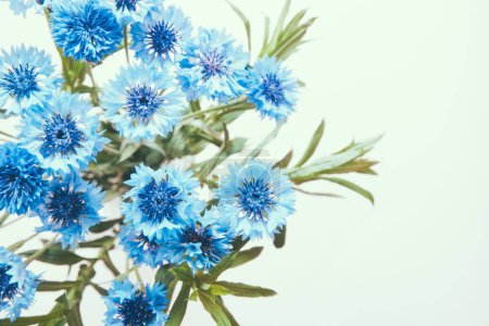 Foto de Ramo de flores azul aciano en blanco, tarjeta abstracta con hermoso fondo botánico y espacio de copia - Imagen libre de derechos