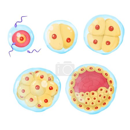 Foto de The Stages of Embryo Development. - Imagen libre de derechos