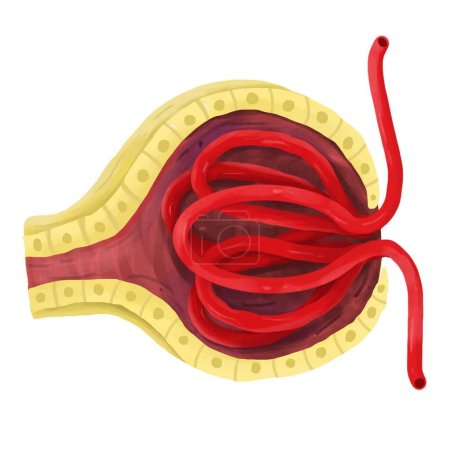Le glomérule d'un néphron dans le rein.