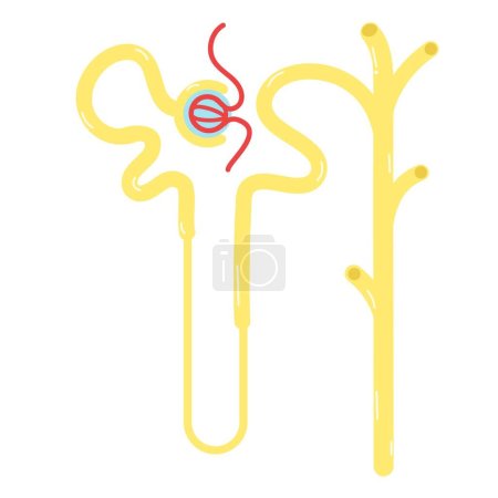 Ilustración de The nephron in the kidney. - Imagen libre de derechos