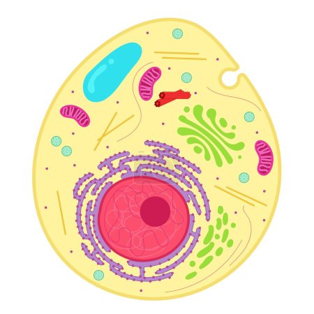 Illustration for An animal cell is a type of eukaryotic cell. - Royalty Free Image
