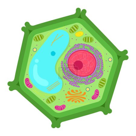 Illustration for Plant Cell Parts and Functions. - Royalty Free Image
