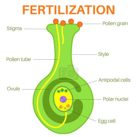 Illustration for Fertilization of Flowering Plants. - Royalty Free Image