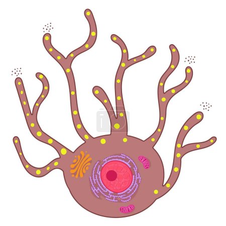 Ilustración de Los melanocitos son células especializadas que producen pigmentos de melanina. - Imagen libre de derechos