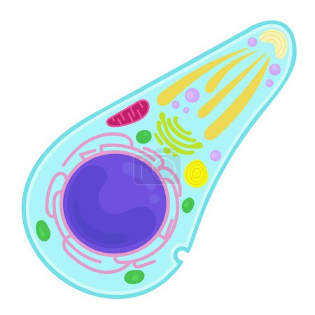 Ilustración de Toxoplasma gondii es un parásito protozoario. - Imagen libre de derechos