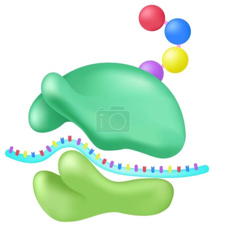 Ilustración de Los ribosomas son unidades de producción macromoleculares. - Imagen libre de derechos
