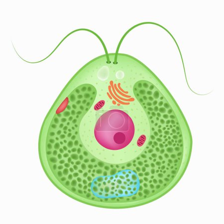 Illustration for Chlamydomonas is a haploid unicellular eukaryote. - Royalty Free Image