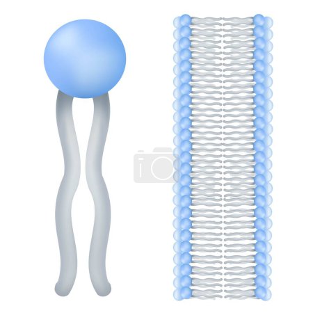 Illustration for Phospholipids are a class of lipids. - Royalty Free Image