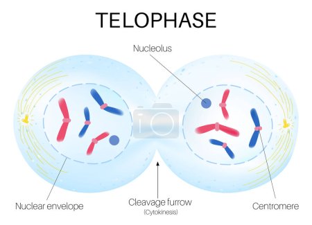 Ilustración de La telofase es la fase final de la mitosis. - Imagen libre de derechos