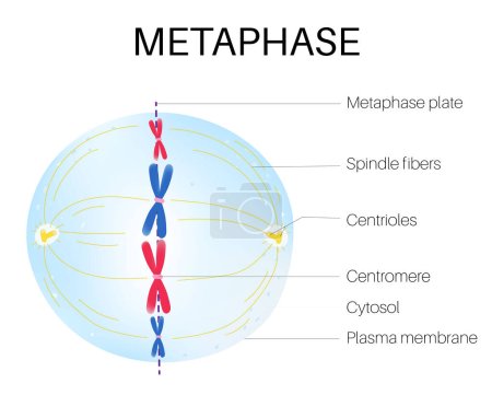 Ilustración de La metafase es una etapa de la mitosis en el ciclo celular eucariótico. - Imagen libre de derechos