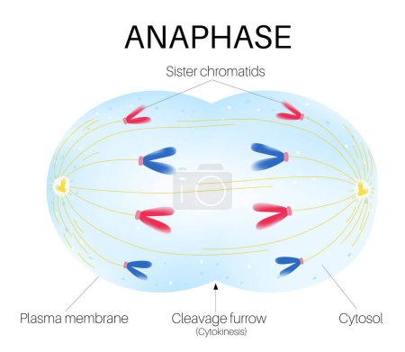 Illustration for Anaphase is the stage of mitosis. - Royalty Free Image