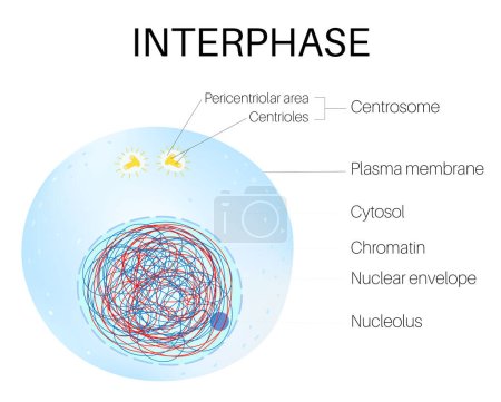 Illustration for Interphase is the portion of the cell cycle. - Royalty Free Image