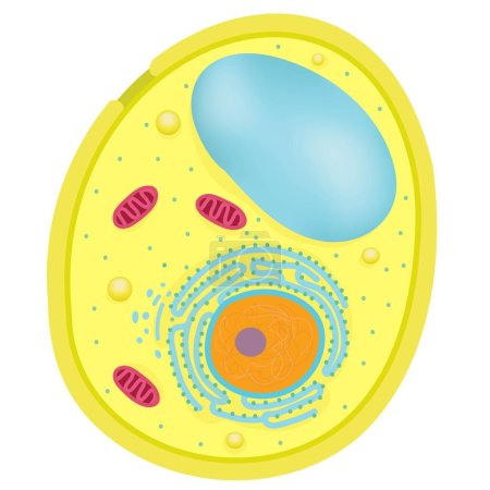 Ilustración de Anatomía de las células de levadura. - Imagen libre de derechos