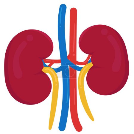 Human Kidney are two bean-shaped organs.
