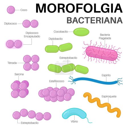 Illustration for Morfologa Bacteriana : microorganisms that are unicellular organisms. - Royalty Free Image