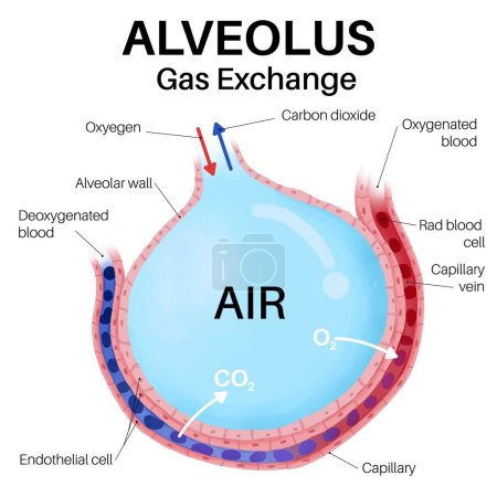 Illustration for Capillaries and alveoli gas exchange. In Human Body. - Royalty Free Image