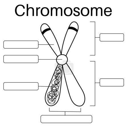 Ilustración de Estructura cromosómica eucariótica en el cuerpo humano. - Imagen libre de derechos