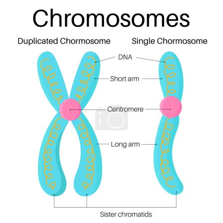 Illustration for Structure of gene and chromosome. - Royalty Free Image