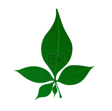 Téléchargez les illustrations : A green five leaf belpatra vector icon. Green left which likes lord Mahadev. - en licence libre de droit