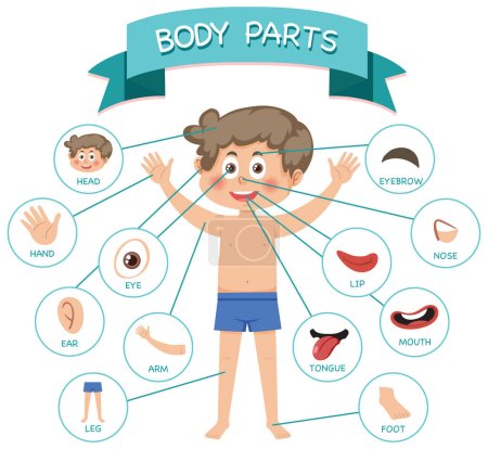 Photo for Body parts with vocabulary illustration - Royalty Free Image