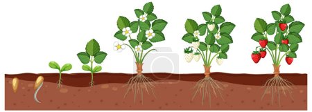 Set of strawberry plant growing isolated illustration