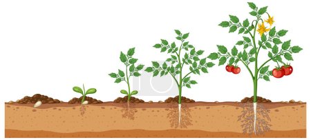 Ilustración de Conjunto de plantas de tomate cultivando ilustración aislada - Imagen libre de derechos