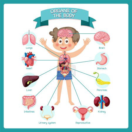 Órganos internos del cuerpo para niños ilustración