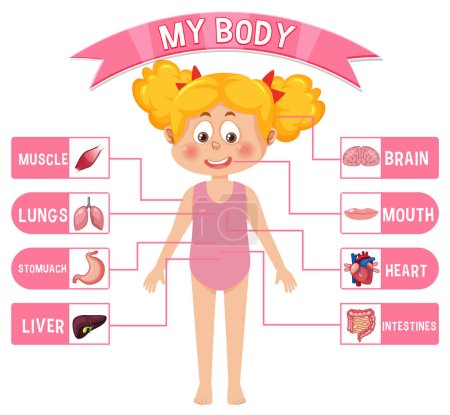 Ilustración de Órganos internos del cuerpo para niños ilustración - Imagen libre de derechos