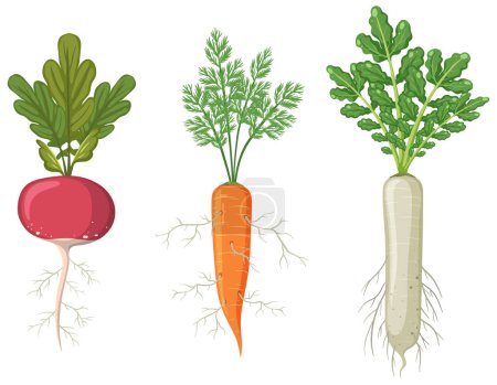 Téléchargez les illustrations : Illustration de légumes-racines - en licence libre de droit