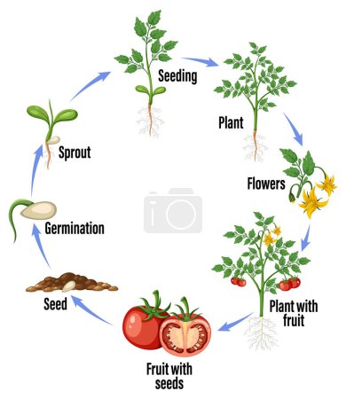 Téléchargez les illustrations : Cycle de vie d'une plante de tomate illustration de diagramme - en licence libre de droit