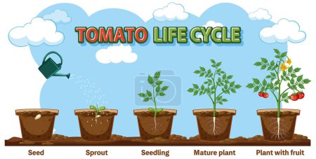 Téléchargez les illustrations : Cycle de vie d'un diagramme végétal illustration - en licence libre de droit