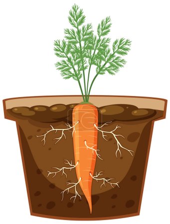 Illustration for Root of carrot plant vector illustration - Royalty Free Image