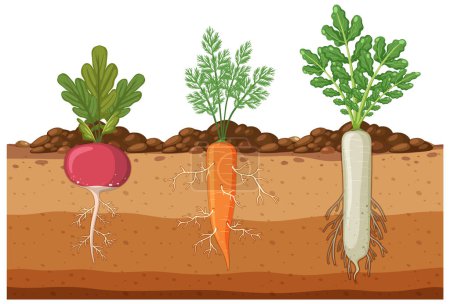 Illustration for Set of root vegetables with root system underground illustration - Royalty Free Image