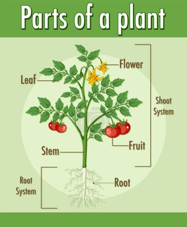 Illustration for Diagram showing parts of a plant illustration - Royalty Free Image
