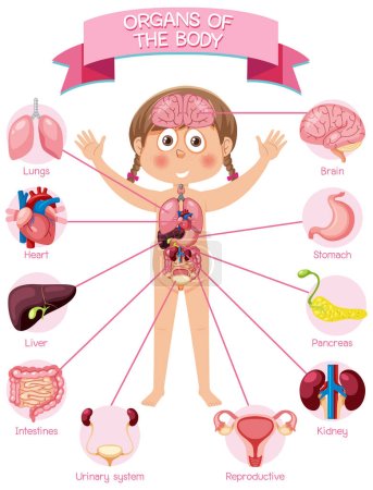 Internal organs of the body for kids illustration