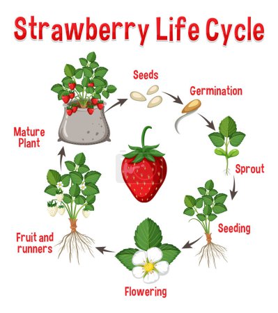 Illustration for Life cycle of strawberry diagram illustration - Royalty Free Image