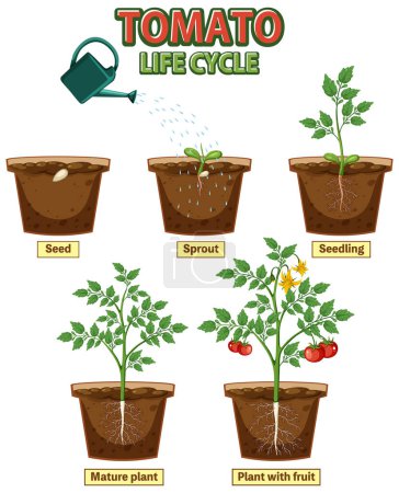 Illustration for Life cycle of tomato plant diagram illustration - Royalty Free Image