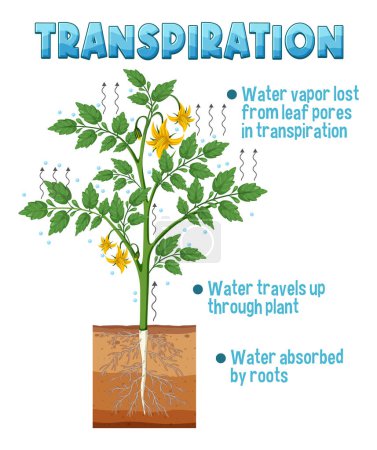 Illustration for Diagram showing plant transpiration illustration - Royalty Free Image