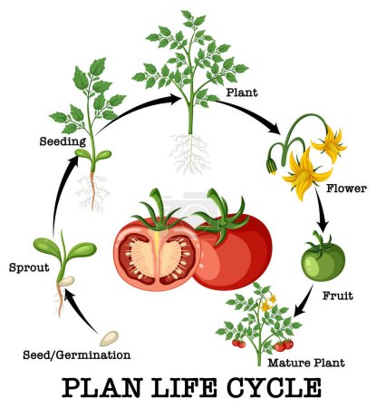 Ilustración de Ciclo de vida de un diagrama de planta de tomate ilustración - Imagen libre de derechos