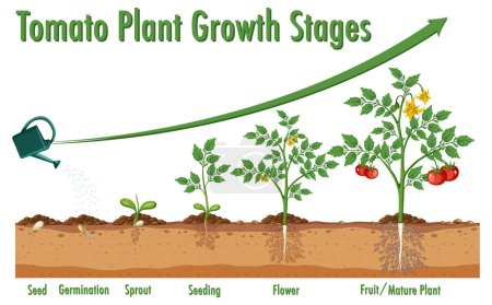 Téléchargez les illustrations : Illustration des stades de croissance des plants de tomates - en licence libre de droit