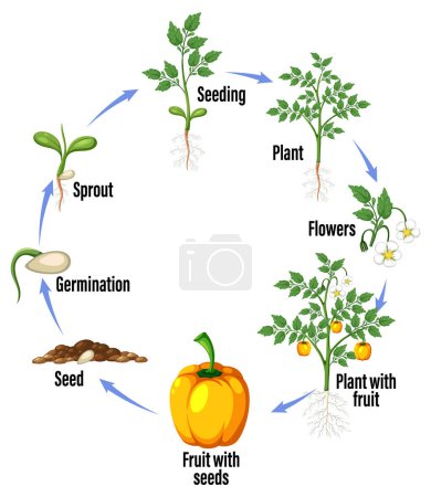 Illustration for Life cycle of a plant diagram illustration - Royalty Free Image